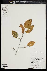 Amelanchier canadensis image