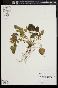 Geum virginianum image