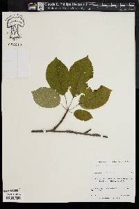 Prunus cerasus image