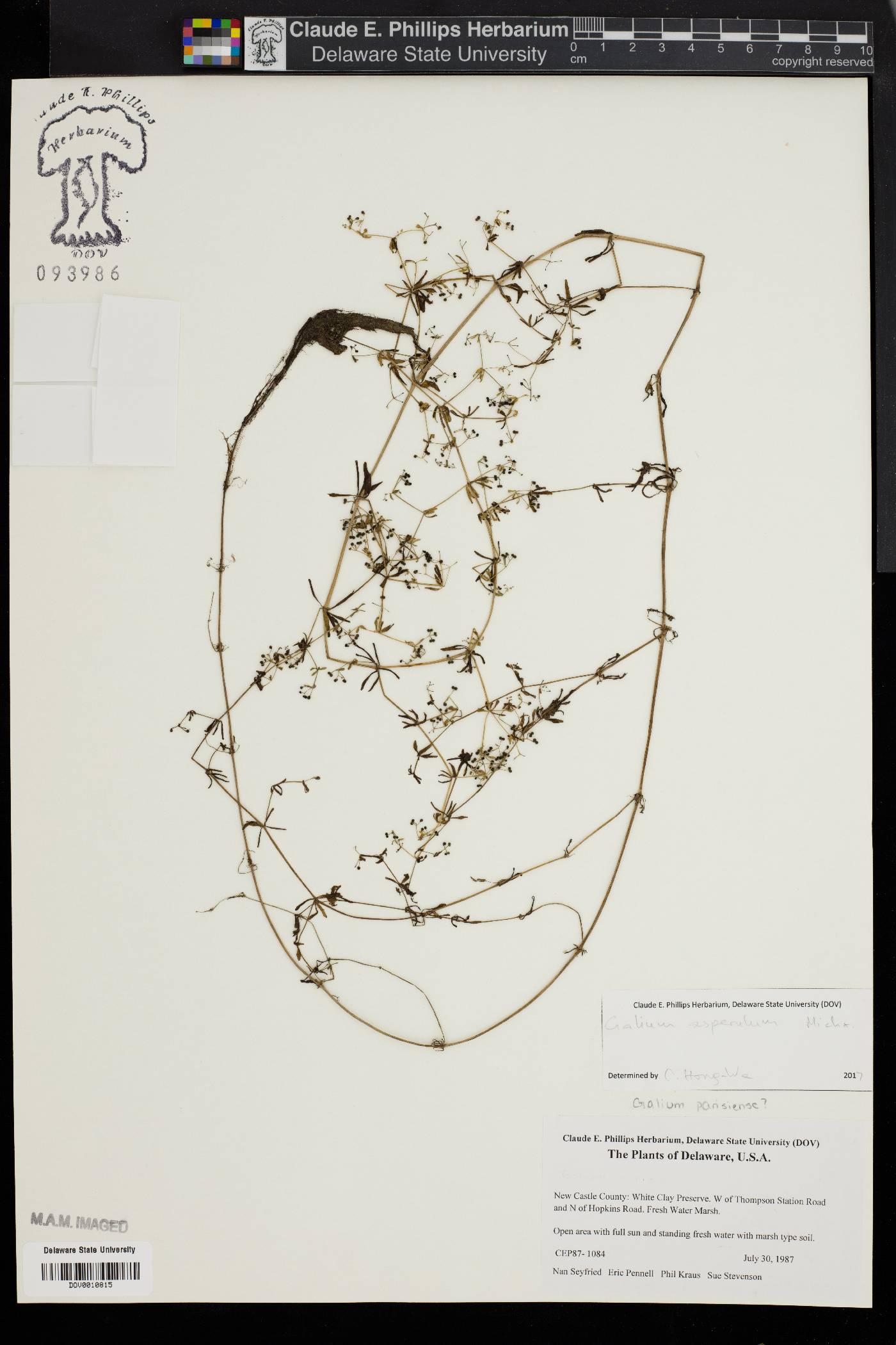 Galium asperulum image