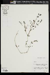 Galium obtusum image