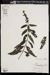 Aureolaria virginica image