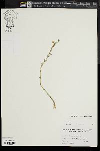 Gratiola aurea image