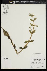 Gratiola virginiana image