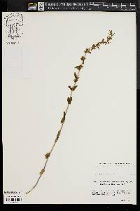 Sophronanthe pilosa image