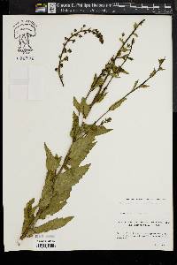 Verbascum blattaria image