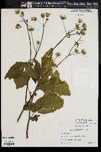 Sonchus oleraceus image