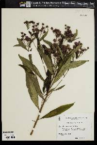 Vernonia noveboracensis image