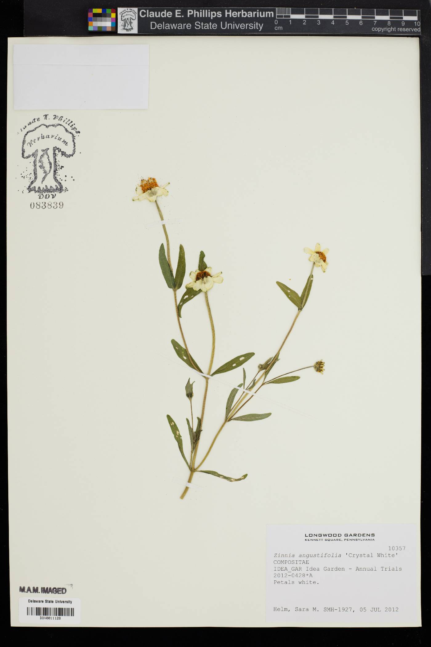 Zinnia angustifolia image