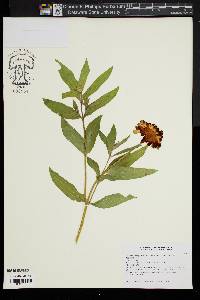 Zinnia marylandica image