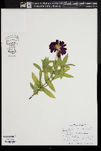 Zinnia marylandica image