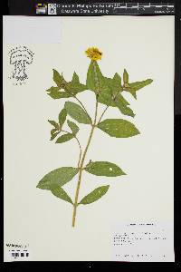 Zinnia marylandica image