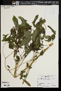 Impatiens biflora image