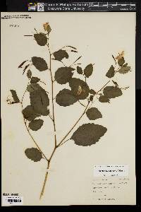 Impatiens biflora image