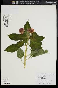 Impatiens walleriana image