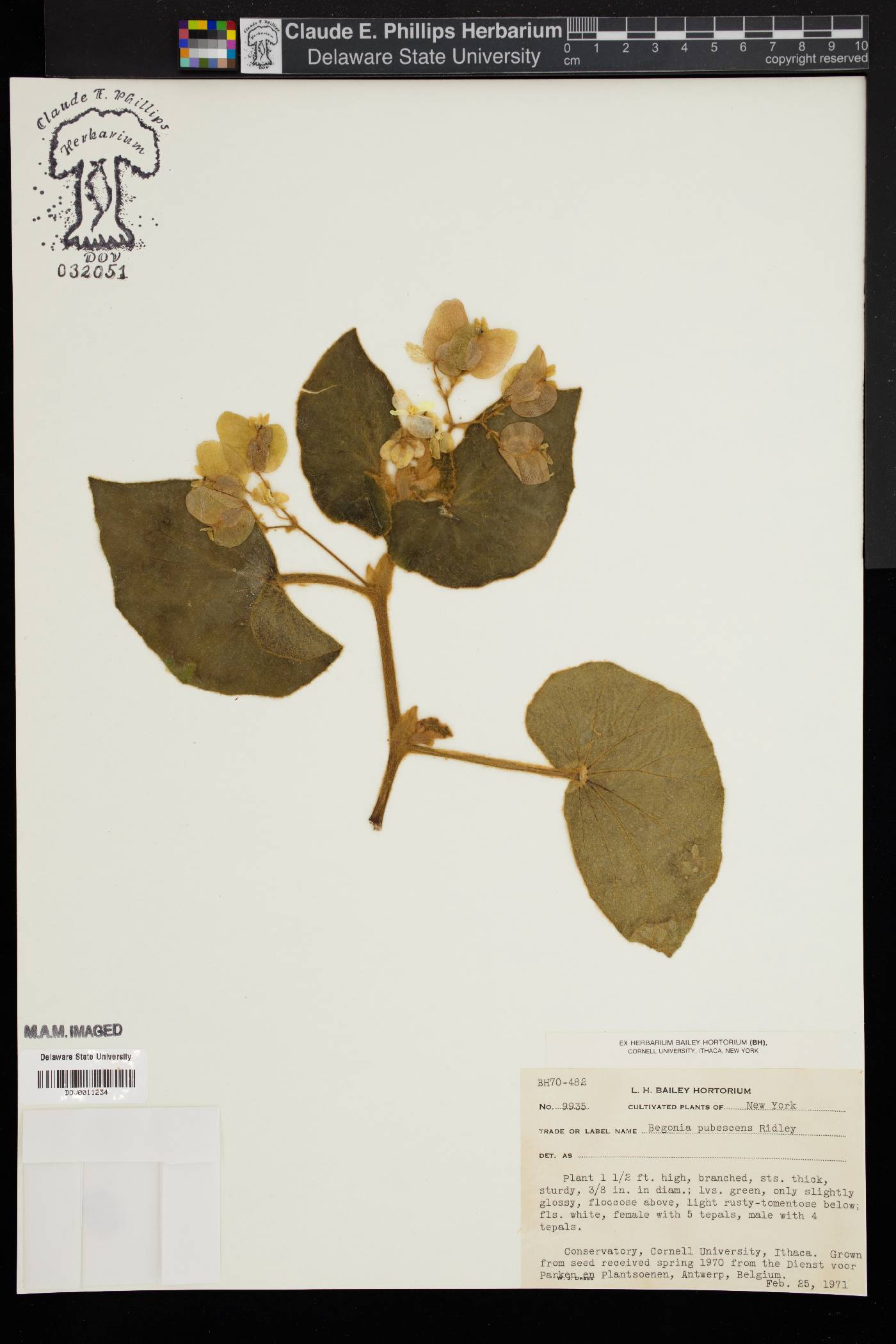 Begonia pubescens image