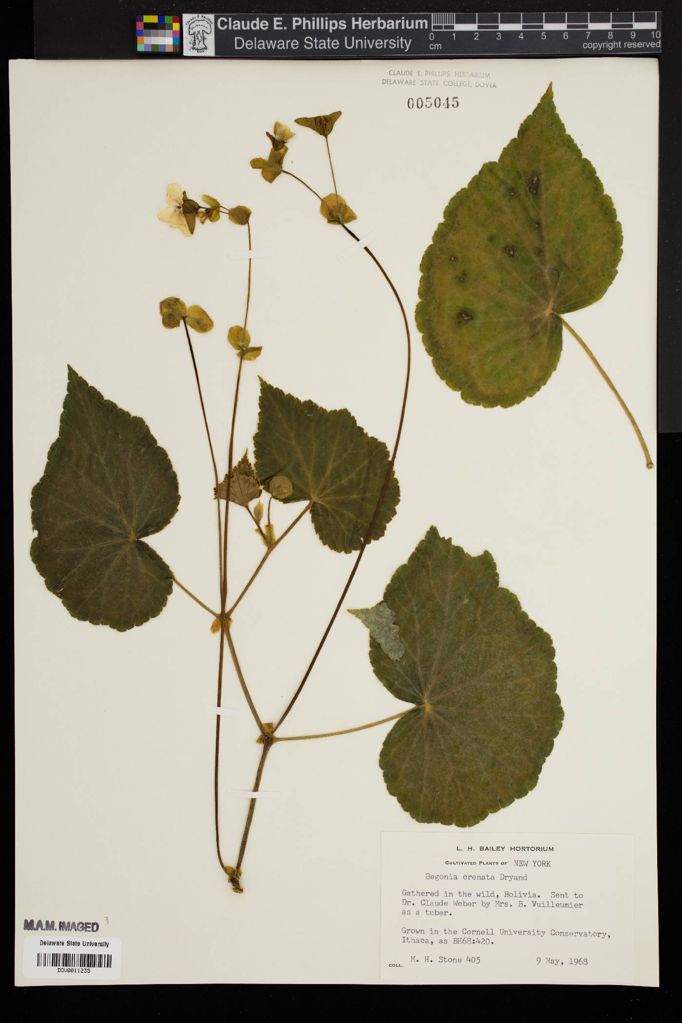 Begonia crenata image