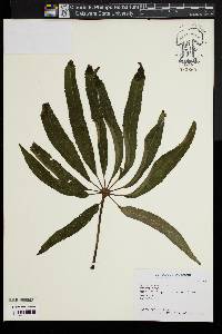 Begonia luxurians image