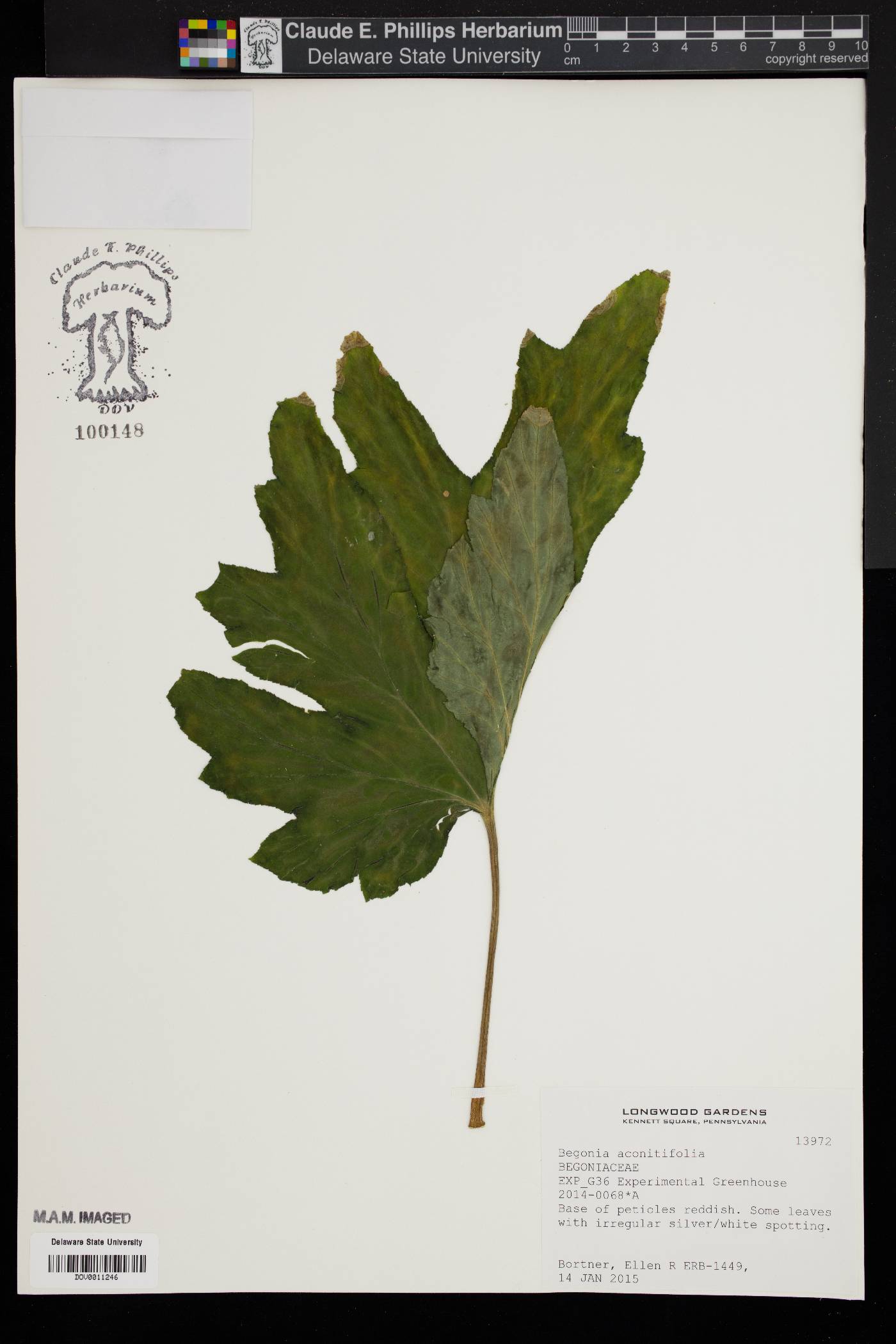 Begonia aconitifolia image