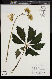 Begonia caroliniifolia image