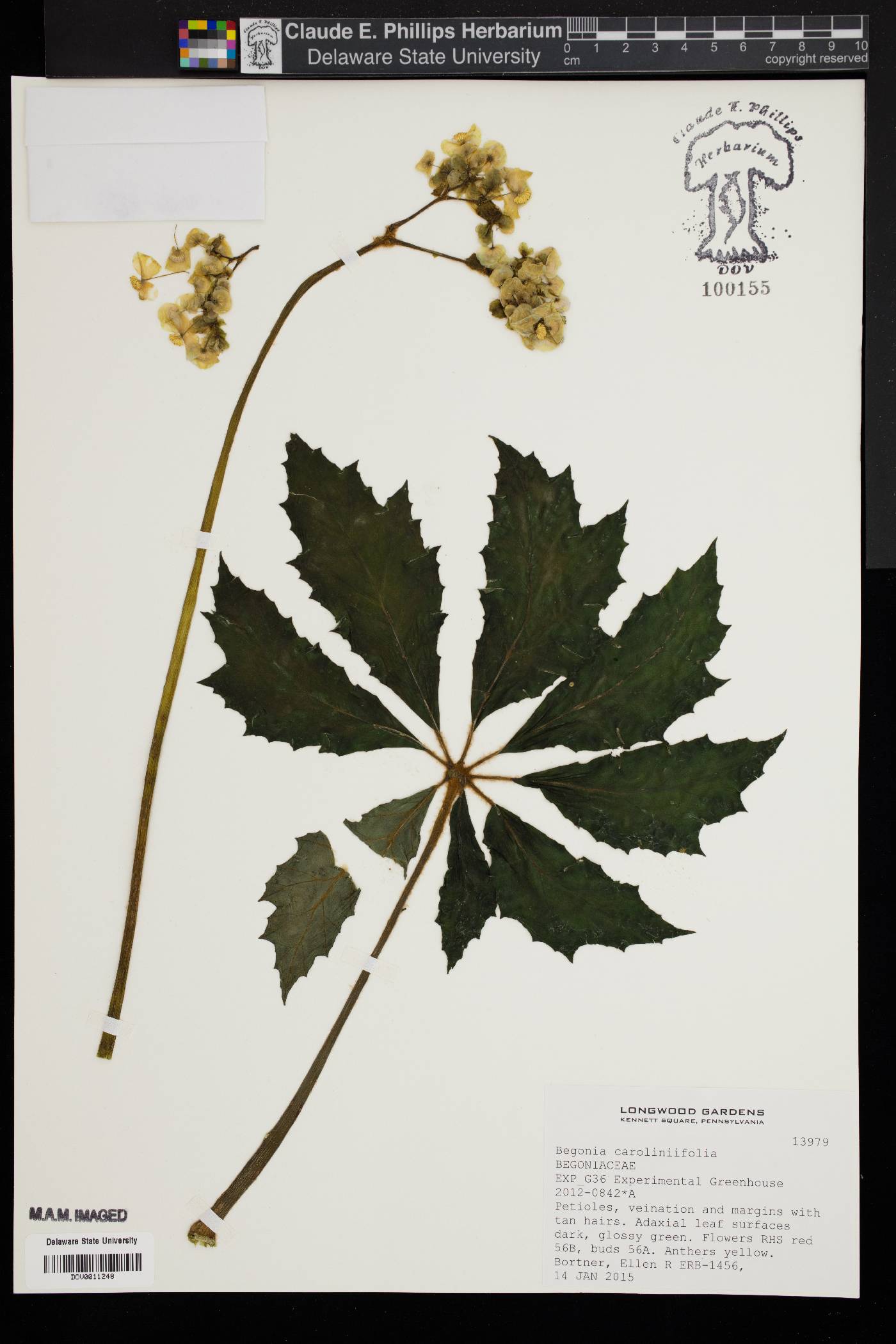 Begonia caroliniifolia image