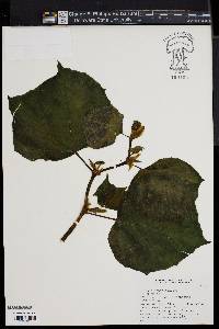 Begonia convolvulacea image