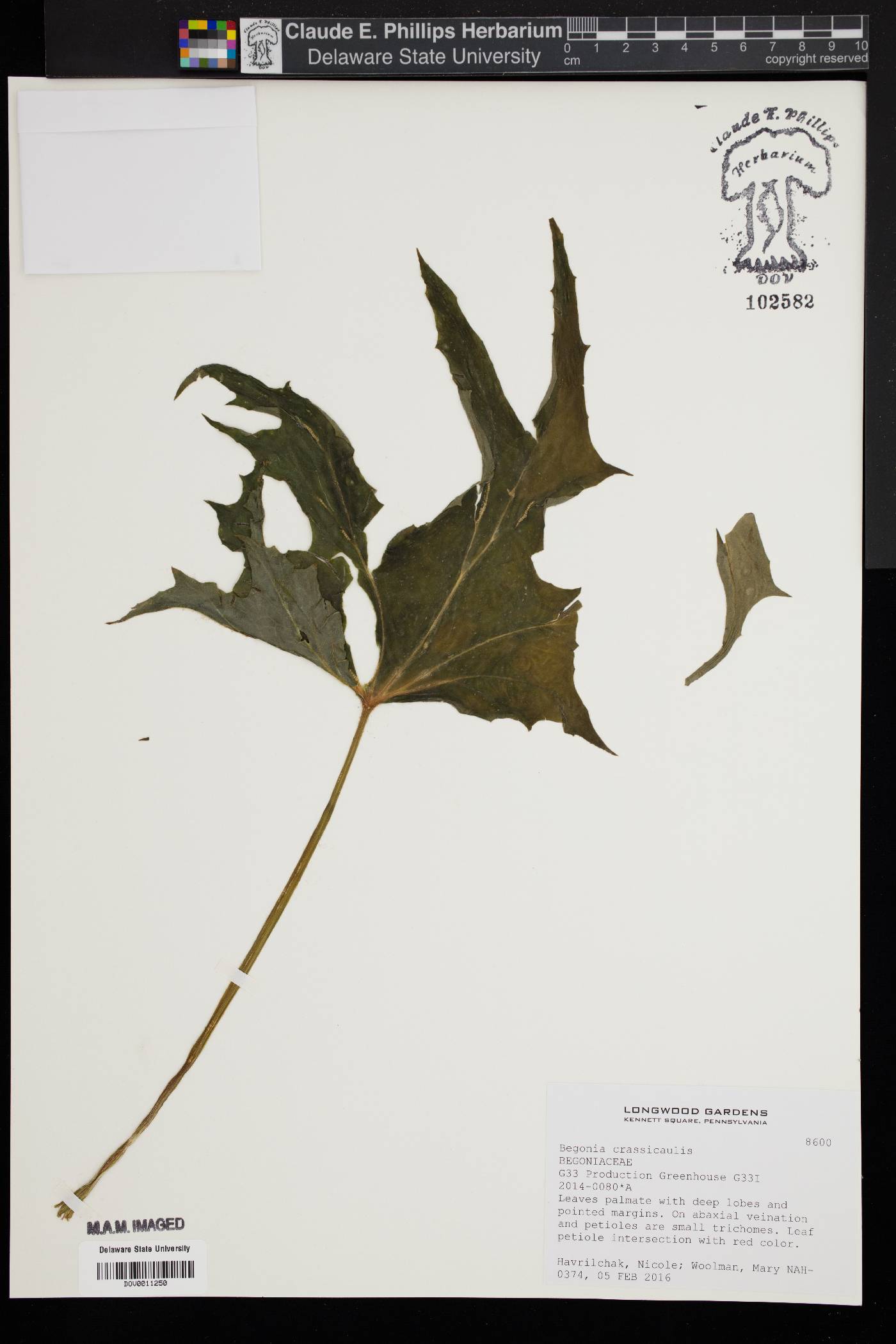 Begonia crassicaulis image