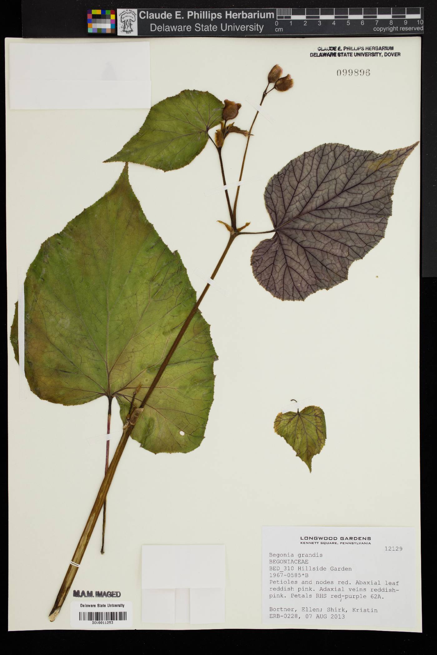 Begonia grandis image