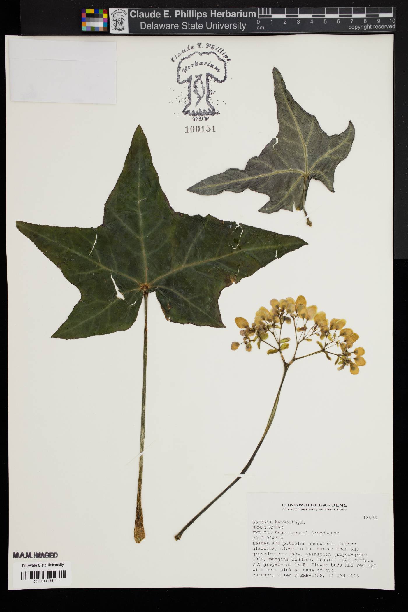 Begonia kenworthyae image