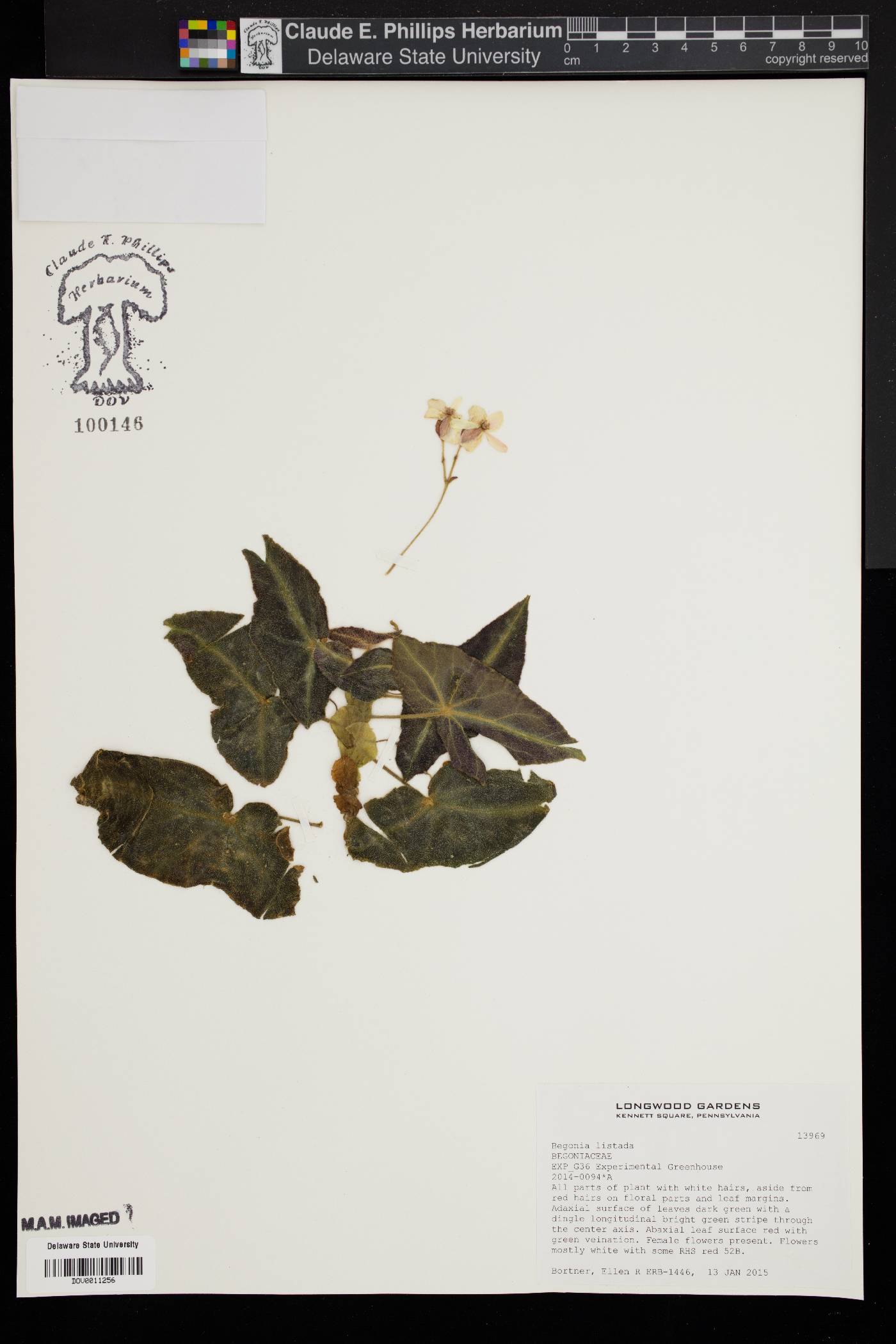 Begonia listada image