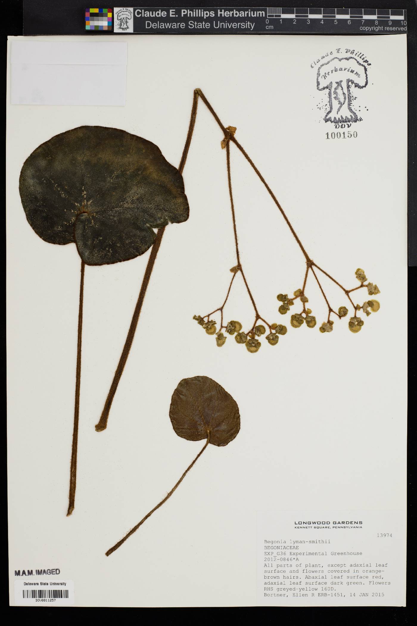 Begonia lyman-smithii image