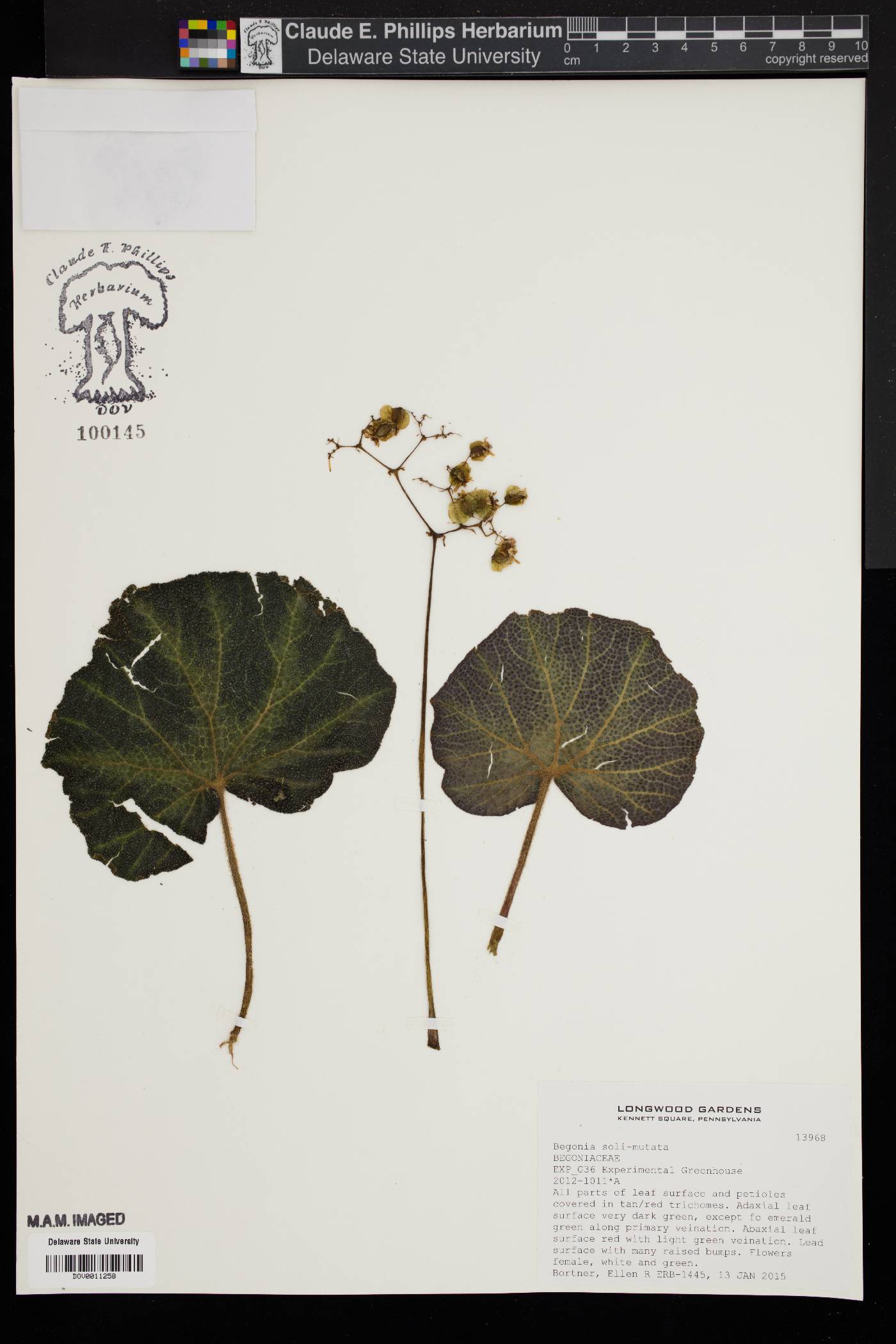 Begonia soli-mutata image