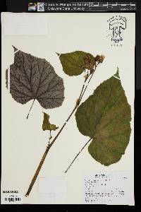 Begonia grandis image