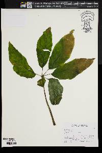 Begonia thiemei image