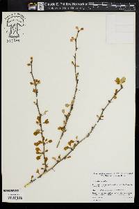 Berberis thunbergii image