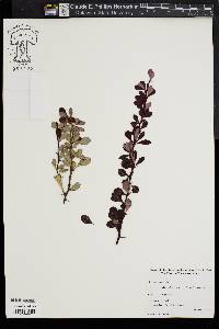 Berberis thunbergii image