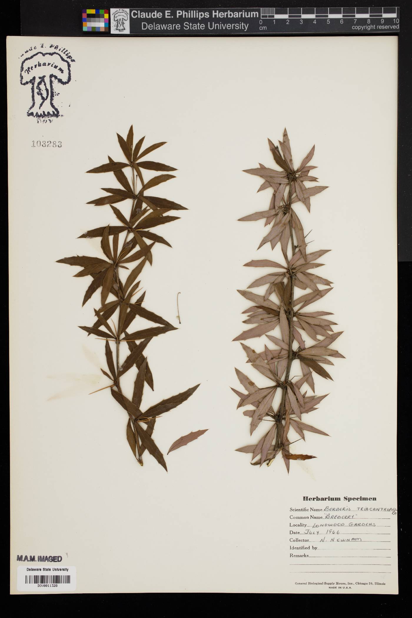 Berberis triacanthophora image