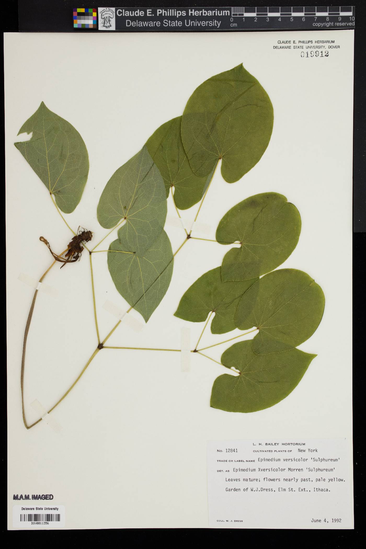 Epimedium versicolor image