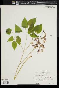 Epimedium rubrum image