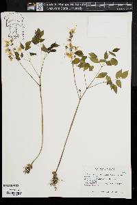 Epimedium grandiflorum image