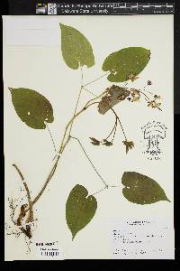 Epimedium rubrum image