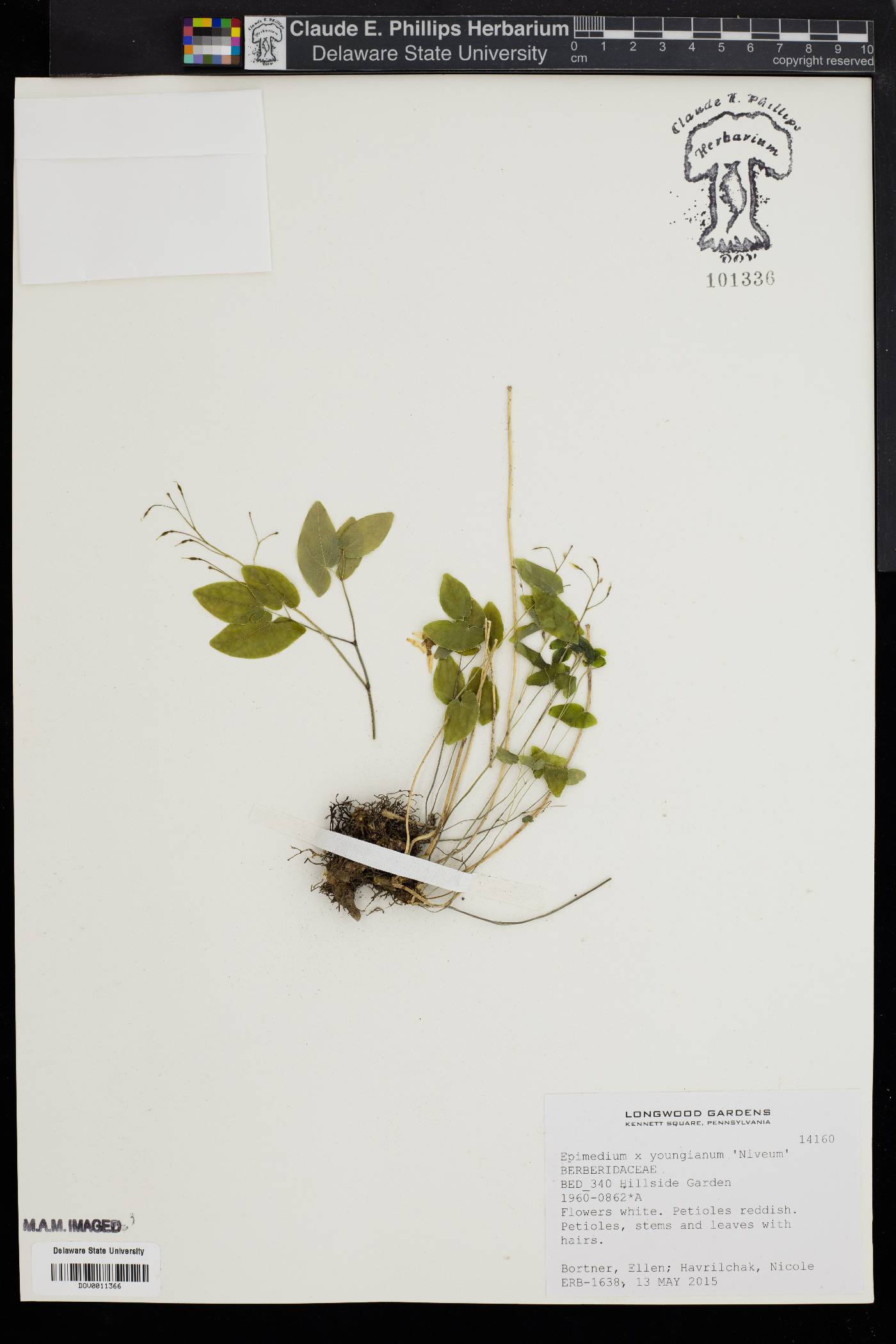 Epimedium x youngianum image