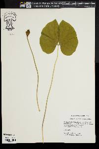 Jeffersonia diphylla image