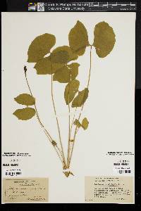 Jeffersonia diphylla image