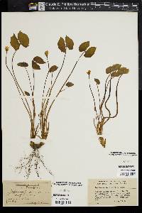 Jeffersonia diphylla image