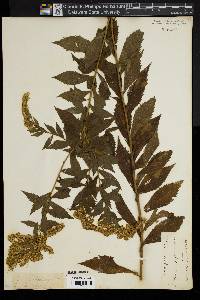 Solidago muhlenbergii image