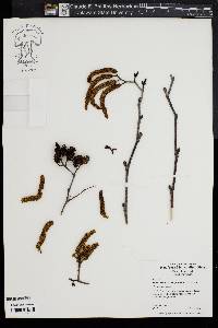 Alnus incana subsp. rugosa image