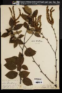 Betula alleghaniensis image