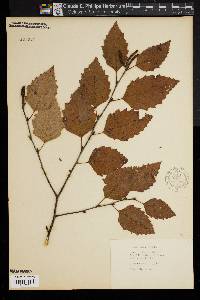 Betula lutea image