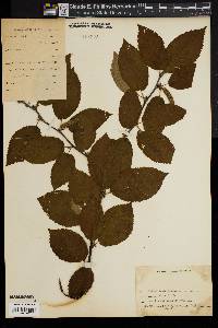 Betula alleghaniensis image